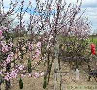 Komárno Garten Kaufen reality Komárno