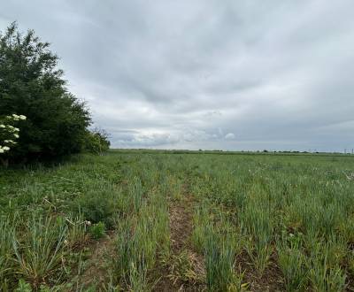 Kaufen landwirtsch. Grundstücke, landwirtsch. Grundstücke, Pezinok, Sl