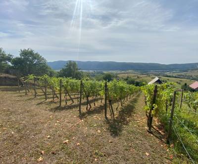 Kaufen Weinberg, Weinberg, Rožňava, Slowakei