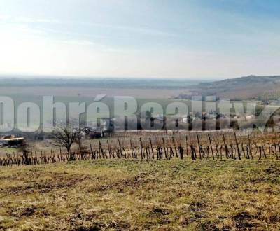 Kaufen Weinberg, Weinberg, mužla vinohrady, Nové Zámky, Slowakei