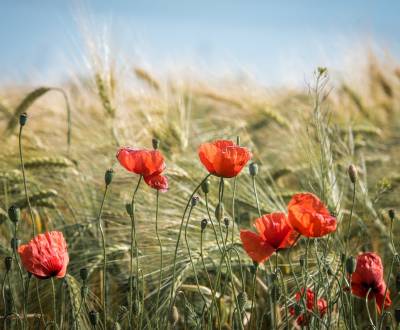 Kaufen landwirtsch. Grundstücke, landwirtsch. Grundstücke, Galanta, Sl