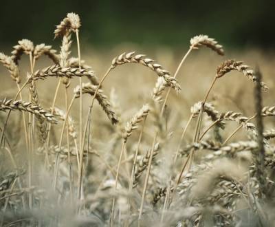 Kaufen landwirtsch. Grundstücke, landwirtsch. Grundstücke, Zlaté Morav