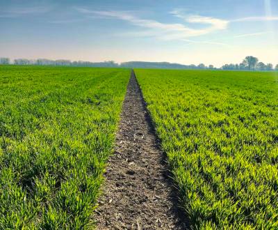 Kaufen landwirtsch. Grundstücke, landwirtsch. Grundstücke, Komárno, Sl