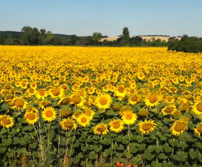 Kaufen landwirtsch. Grundstücke, landwirtsch. Grundstücke, Levice, Slo