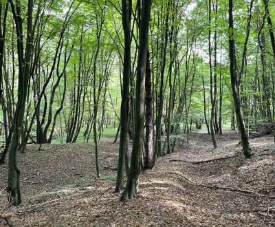 Kaufen landwirtsch. Grundstücke, landwirtsch. Grundstücke, Bardejov, S