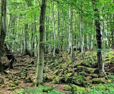 Kaufen landwirtsch. Grundstücke, landwirtsch. Grundstücke, Levice, Slo