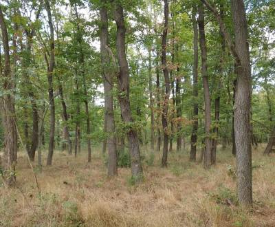 Kaufen landwirtsch. Grundstücke, landwirtsch. Grundstücke, Pezinok, Sl