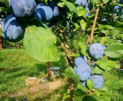 Kaufen Garten, Garten, Chovateľská, Trnava, Slowakei