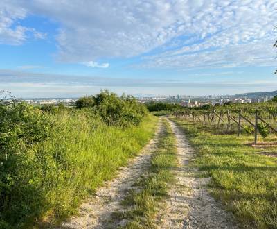 BA/RAČA - Investition oder Weinbau? Weinberg zu verkaufen