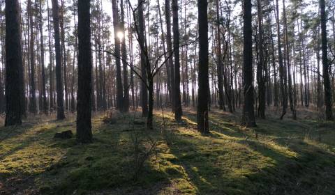 Kaufen landwirtsch. Grundstücke, landwirtsch. Grundstücke, Malacky, Sl