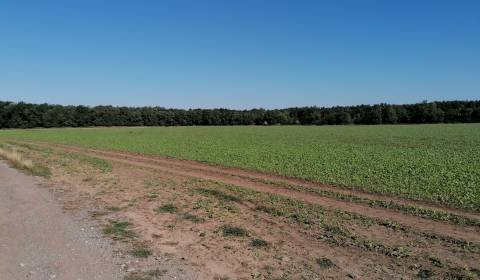 Kaufen landwirtsch. Grundstücke, landwirtsch. Grundstücke, Malacky, Sl