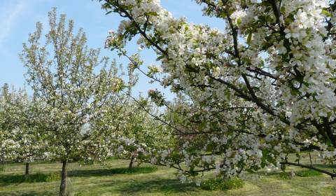 Suche Baugrundstück Erholung, Baugrundstück Erholung, Pezinok, Slowake