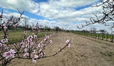 Kaufen Garten, Garten, Komárno, Slowakei