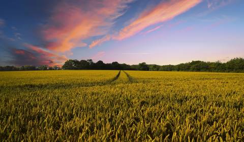 Kaufen landwirtsch. Grundstücke, landwirtsch. Grundstücke, Galanta, Sl