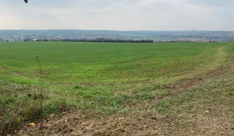 Kaufen Weinberg, Weinberg, Zadná hora - Vinice, Levice, Slowakei