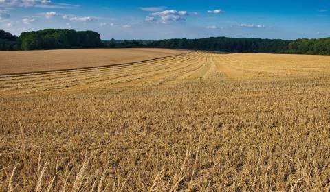 Kaufen landwirtsch. Grundstücke, landwirtsch. Grundstücke, Partizánske