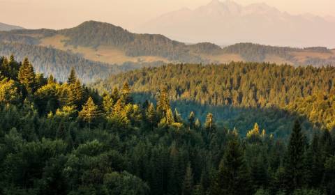 Kaufen landwirtsch. Grundstücke, landwirtsch. Grundstücke, Svidník, Sl