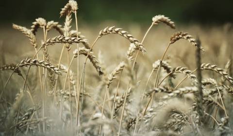 Kaufen landwirtsch. Grundstücke, landwirtsch. Grundstücke, Zlaté Morav