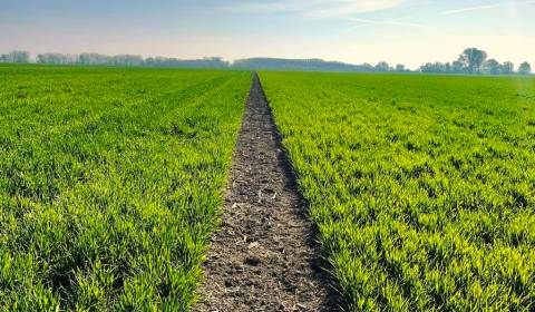 Kaufen landwirtsch. Grundstücke, landwirtsch. Grundstücke, Komárno, Sl