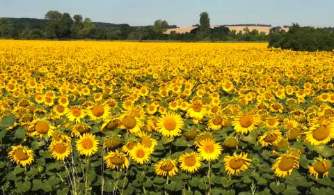 Kaufen landwirtsch. Grundstücke, landwirtsch. Grundstücke, Levice, Slo