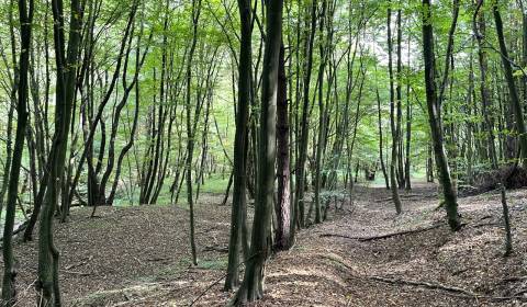 Kaufen landwirtsch. Grundstücke, landwirtsch. Grundstücke, Bardejov, S