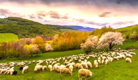 Kaufen landwirtsch. Grundstücke, landwirtsch. Grundstücke, Rožňava, Sl