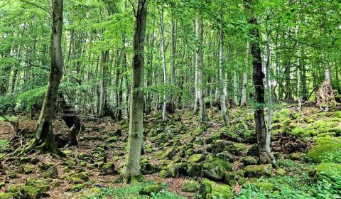 Kaufen landwirtsch. Grundstücke, landwirtsch. Grundstücke, Levice, Slo