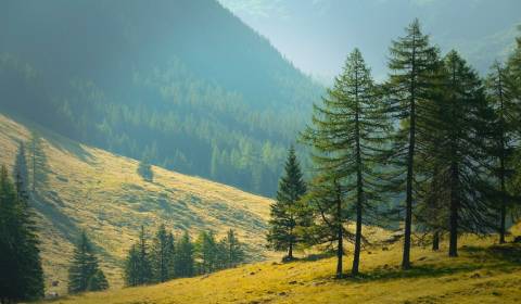 Kaufen landwirtsch. Grundstücke, landwirtsch. Grundstücke, Snina, Slow