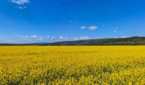 Kaufen landwirtsch. Grundstücke, landwirtsch. Grundstücke, Pezinok, Sl