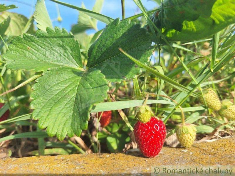 Komárno Garten Kaufen reality Komárno